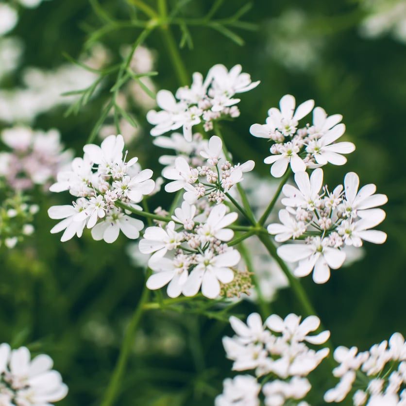 Fleurs - Coriandre