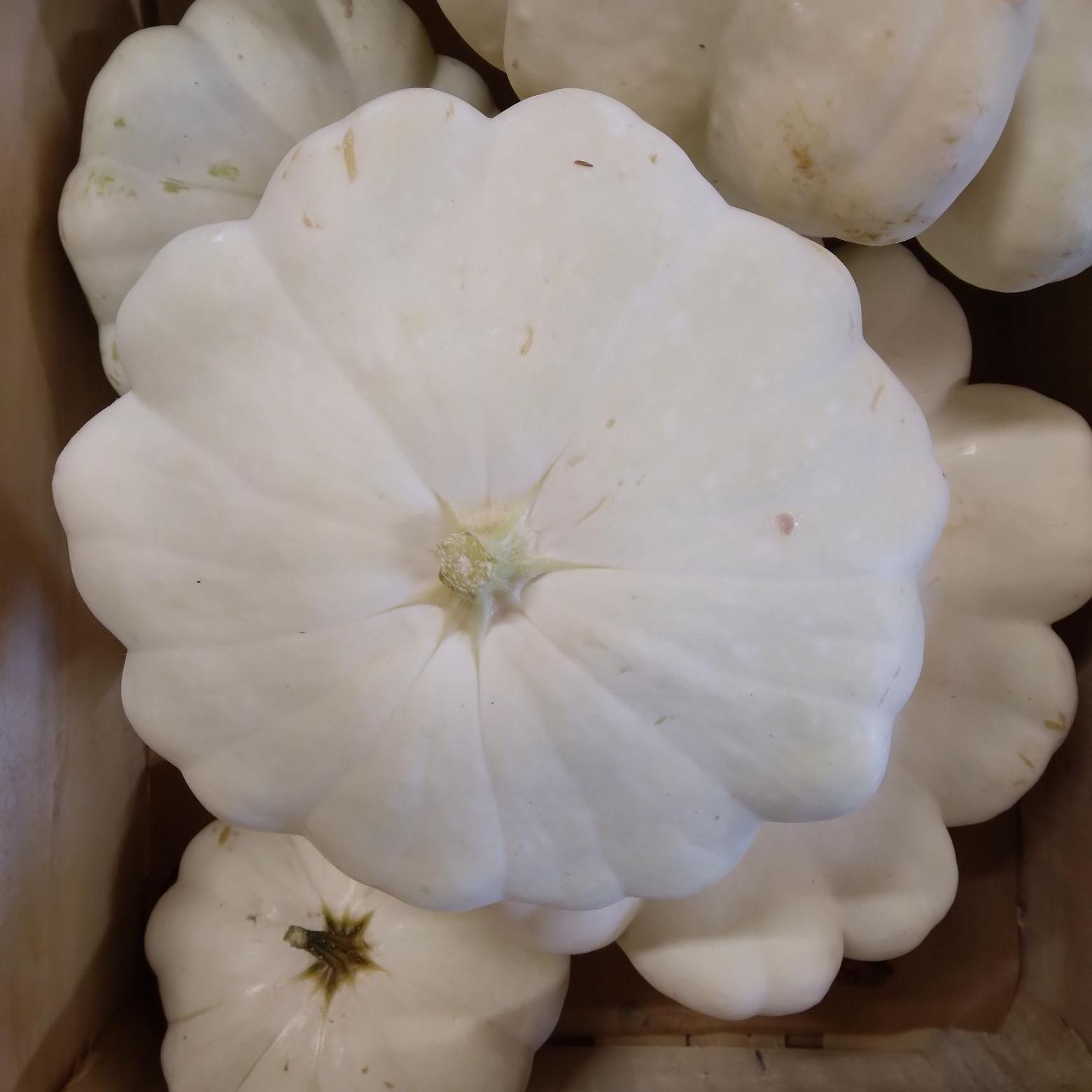 Courge Patisson