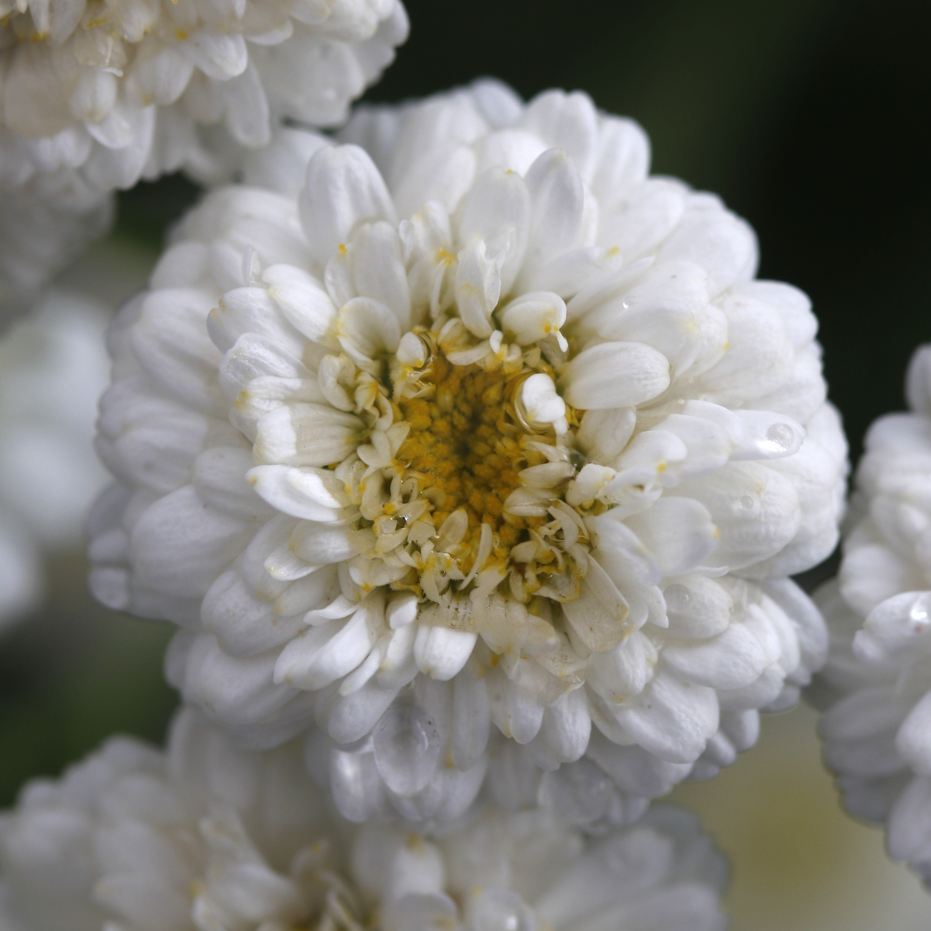 Camomille Tetra white