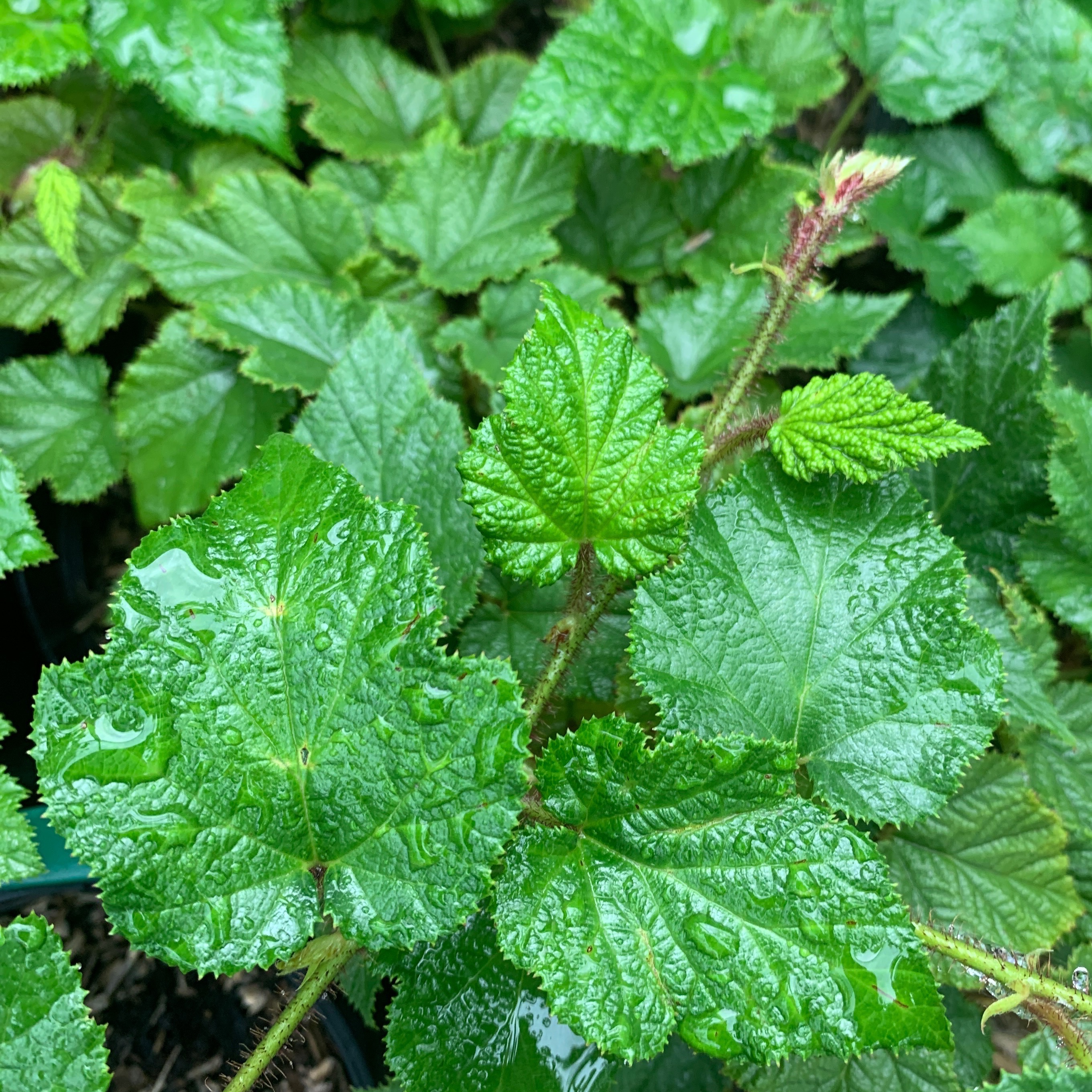 Ronce tricolore - pot 1L