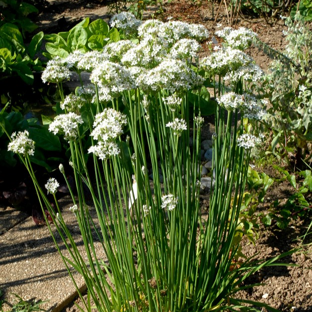 Ciboule de Chine, ciboulette chinoise en pot 10.5 cm