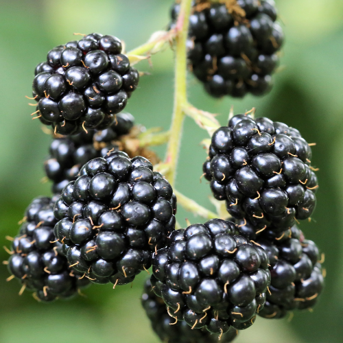 MÛRE SANS ÉPINE Loch Ness Bio