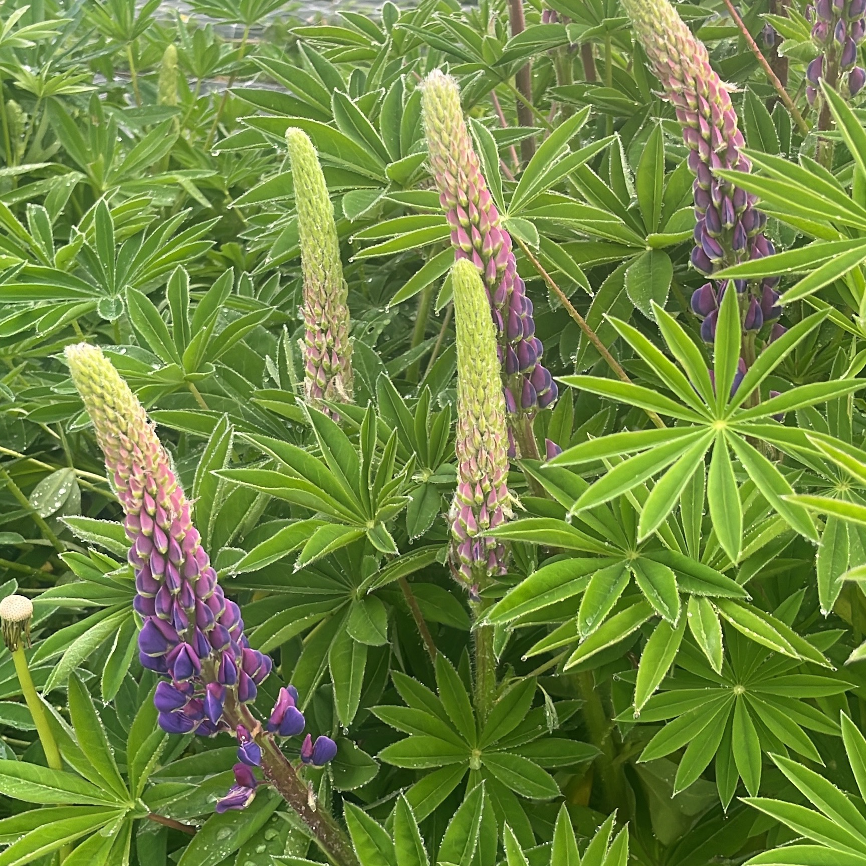 LUPIN Violet