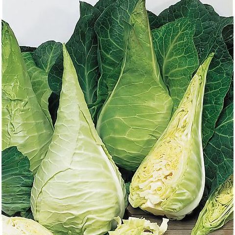 Chou Cabus - 0,8kg