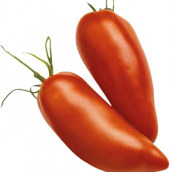 TOMATES CORNUE DES ANDES - 1kg