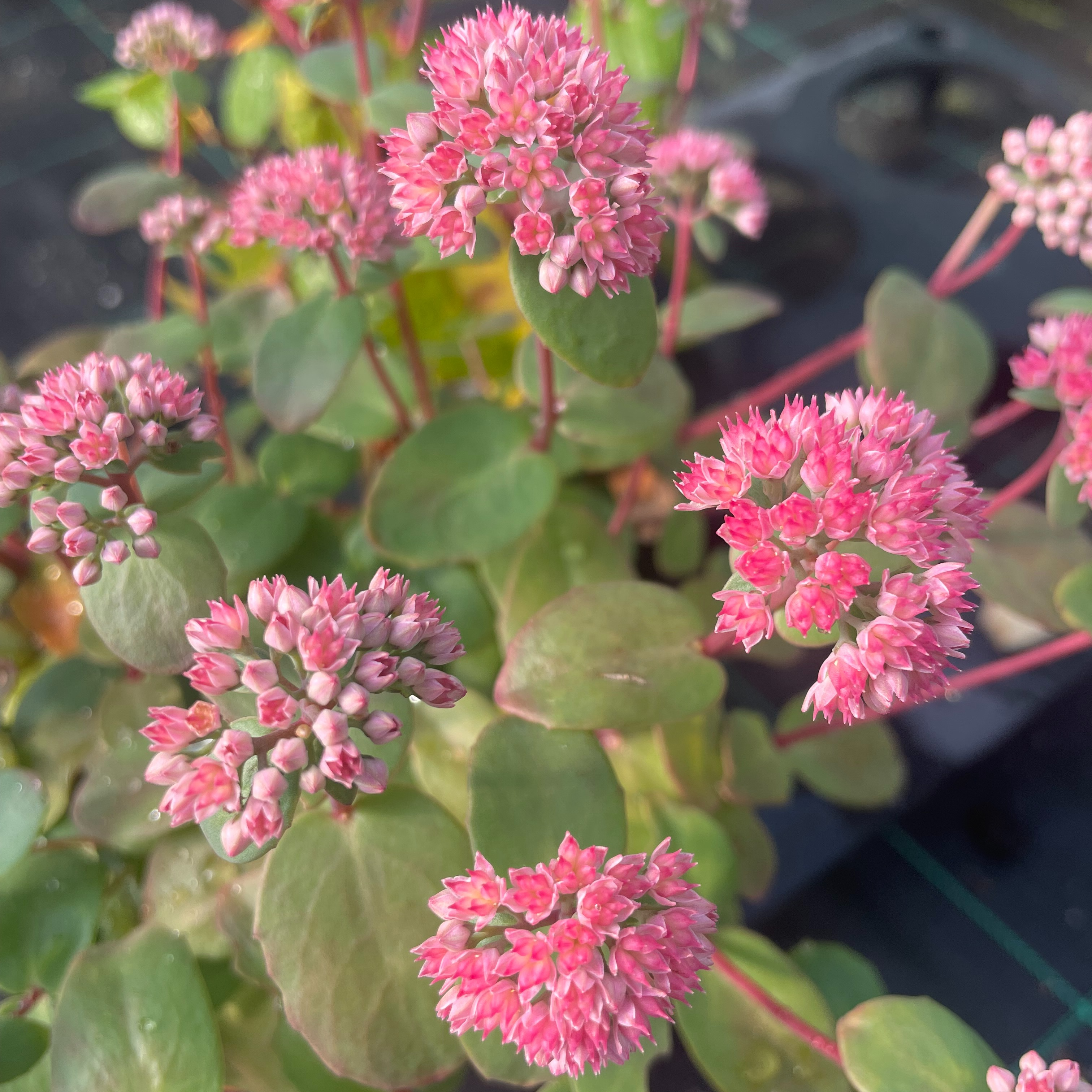 Sedum ‘Bertram Anderson’