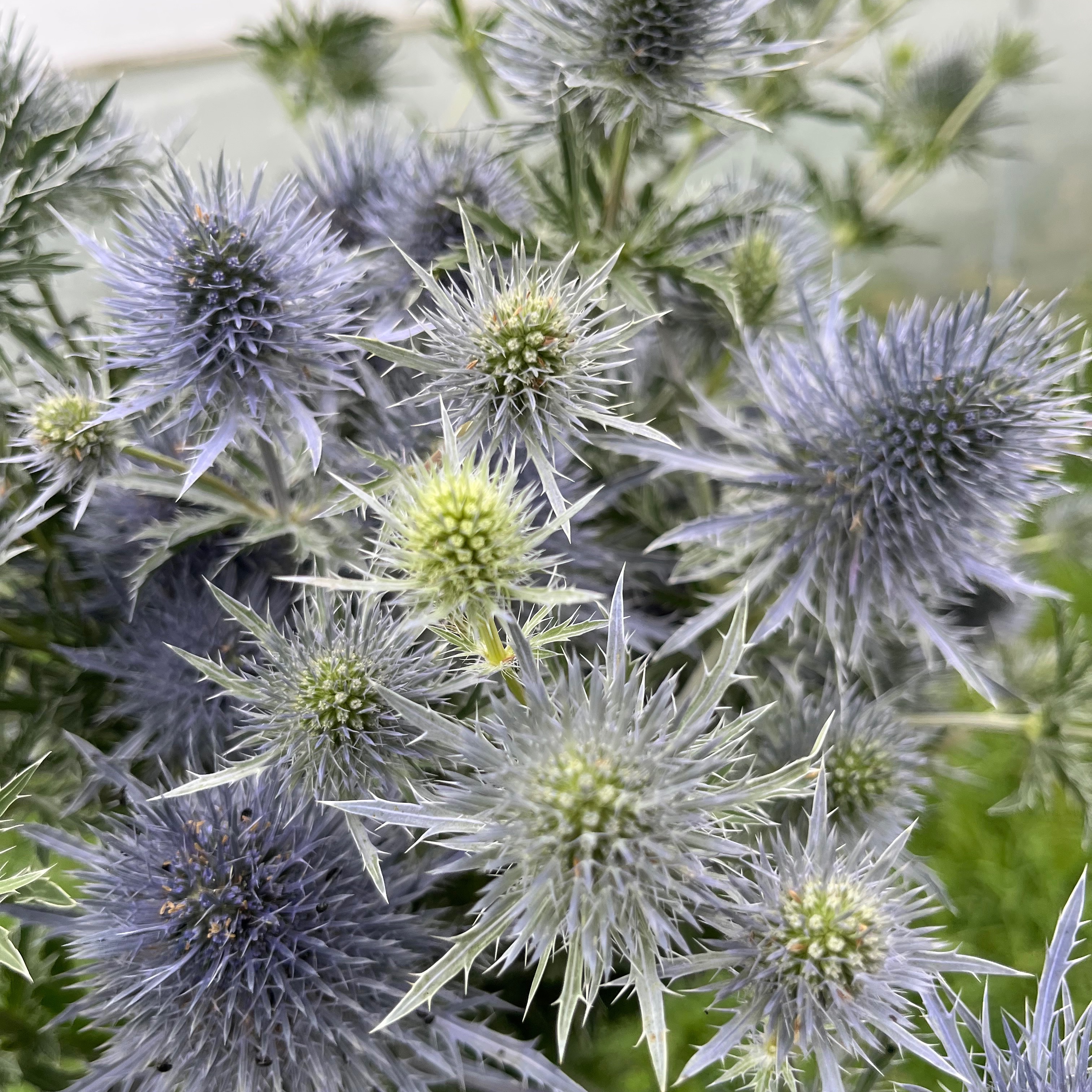 ERYNGIUM Bleu Ciel