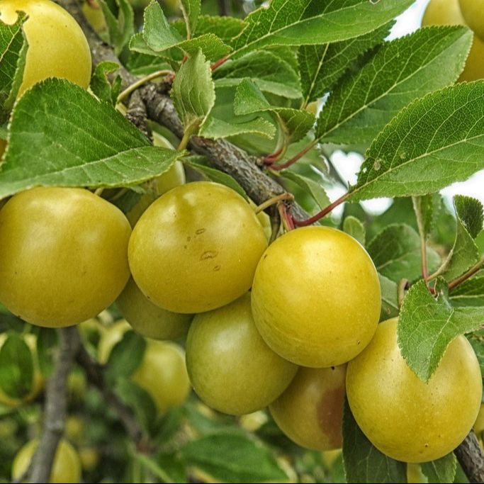 Prunier (Prunus x domestica) 'Mirabelle de Nancy' (Sur wavit)