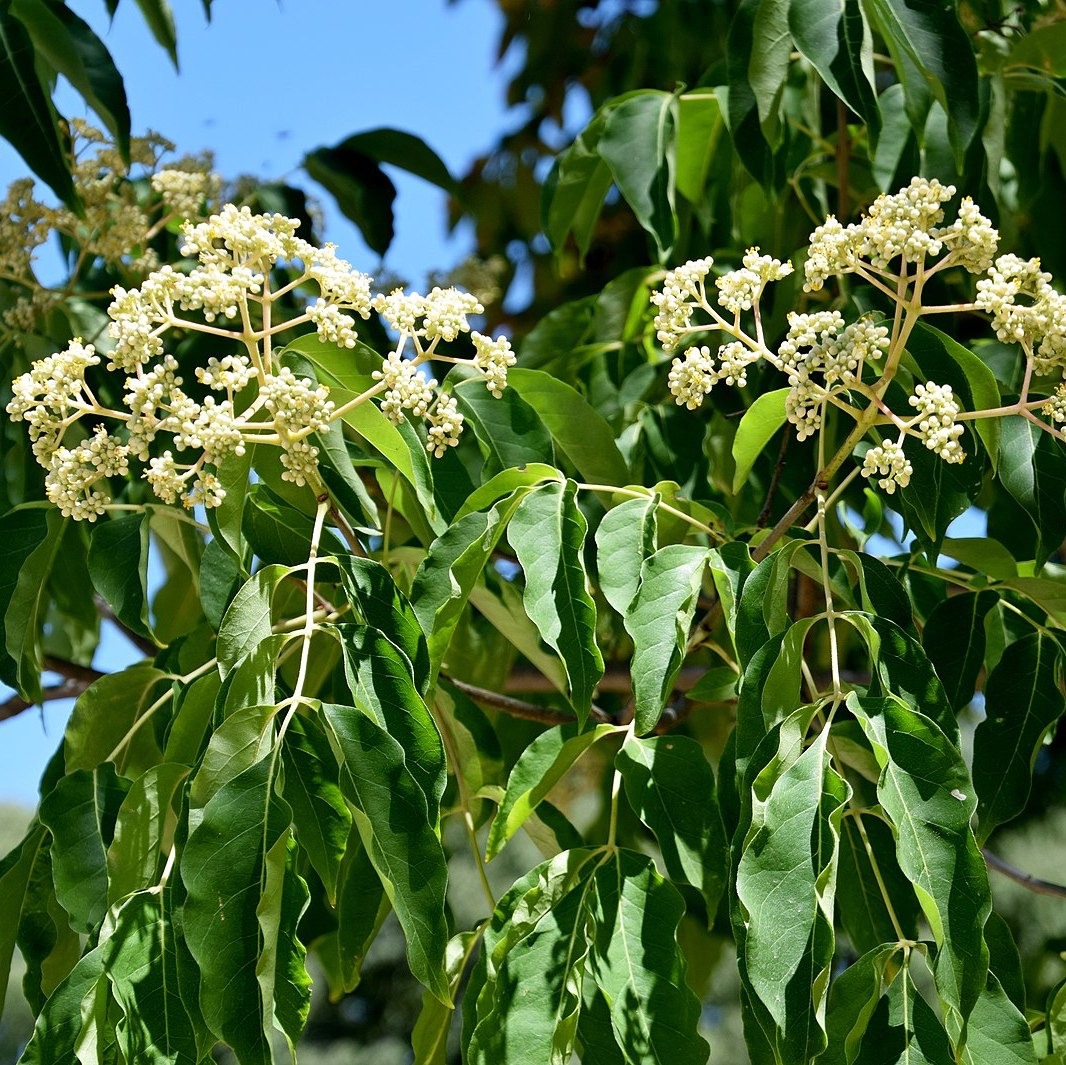 Arbre à miel : TETRADIUM daniellii Pot 3L