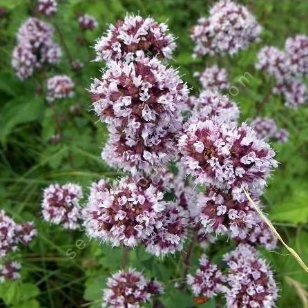 TB Fleurs d'origan (par 20)