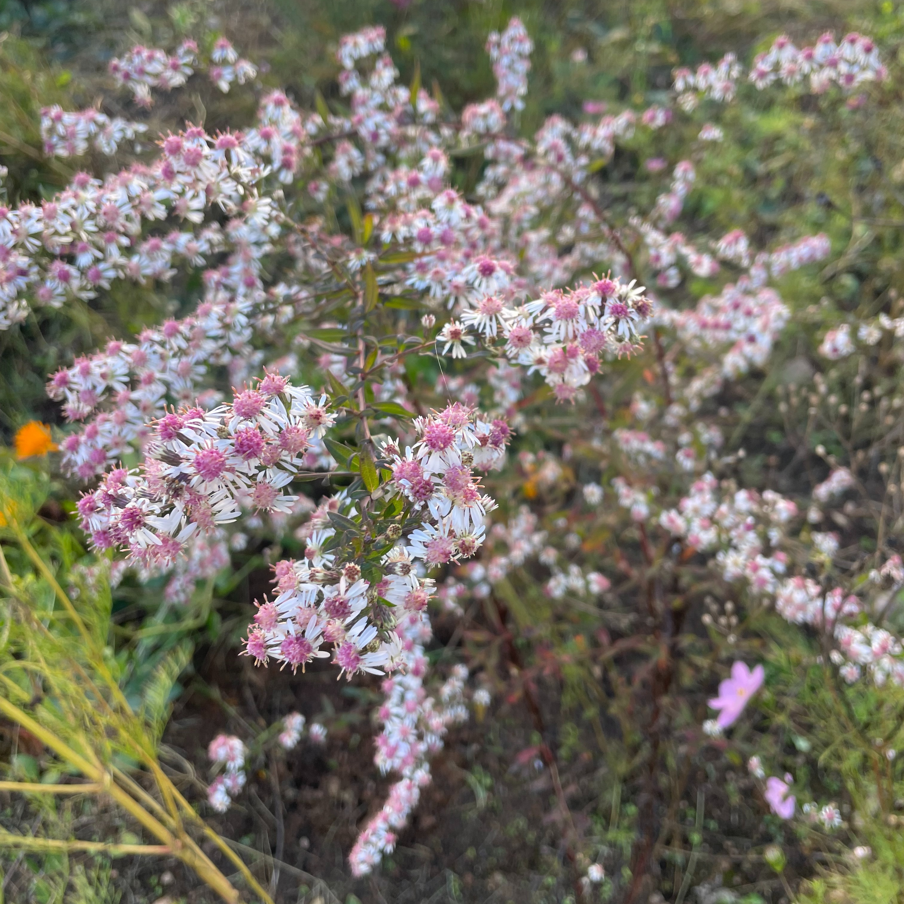 Aster lateriflorus 'Lady In Black'