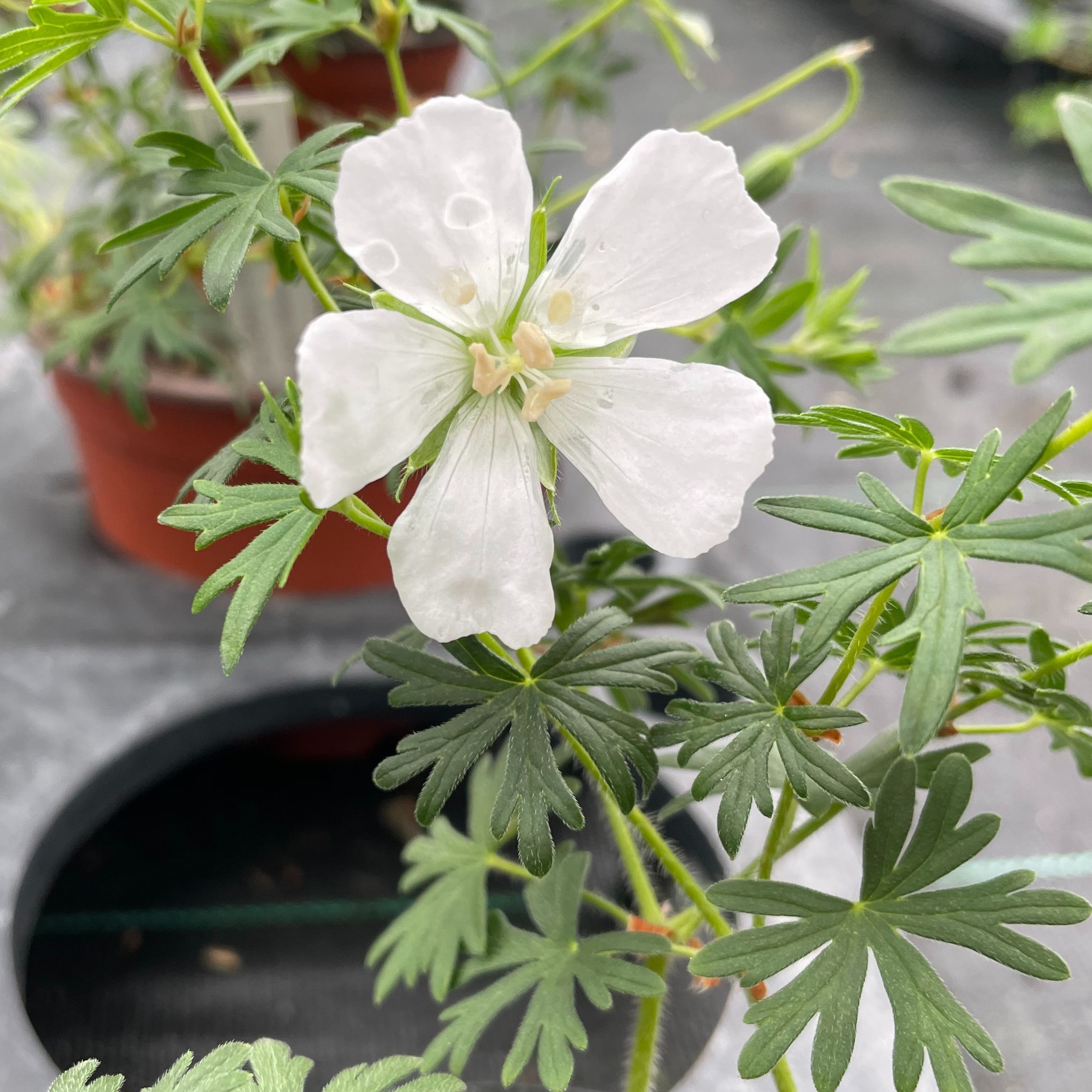 Geranium sanguineum ‘Album’