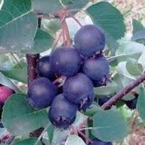# Amélanchier à fruits-Amelanchier alni. "Honeywood"-Pot 40/60
