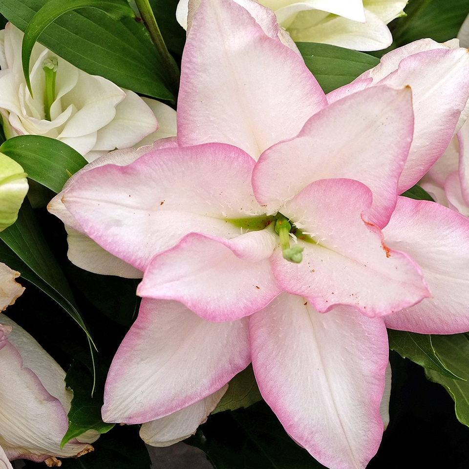 BULBE- LYS DOUBLE ANOUSHKA