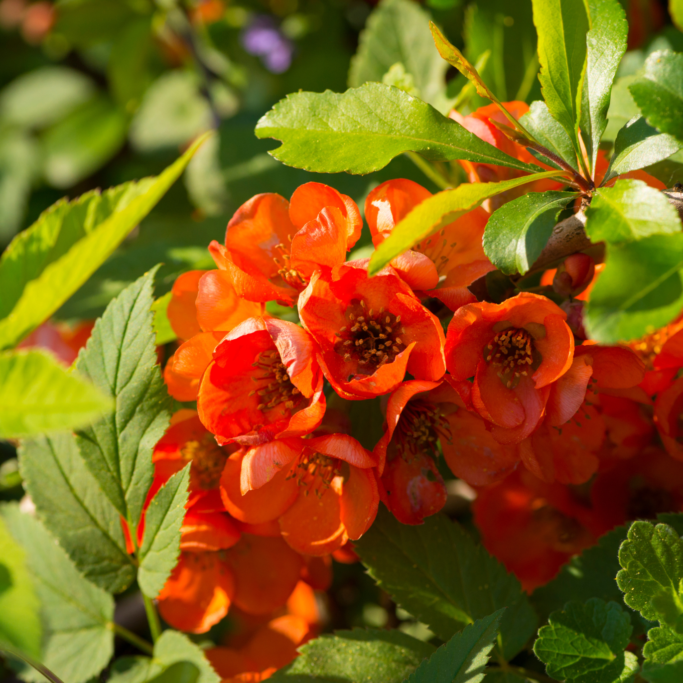 Cognassier du Japon Cido