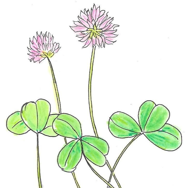 Trèfle rouge - 30ml