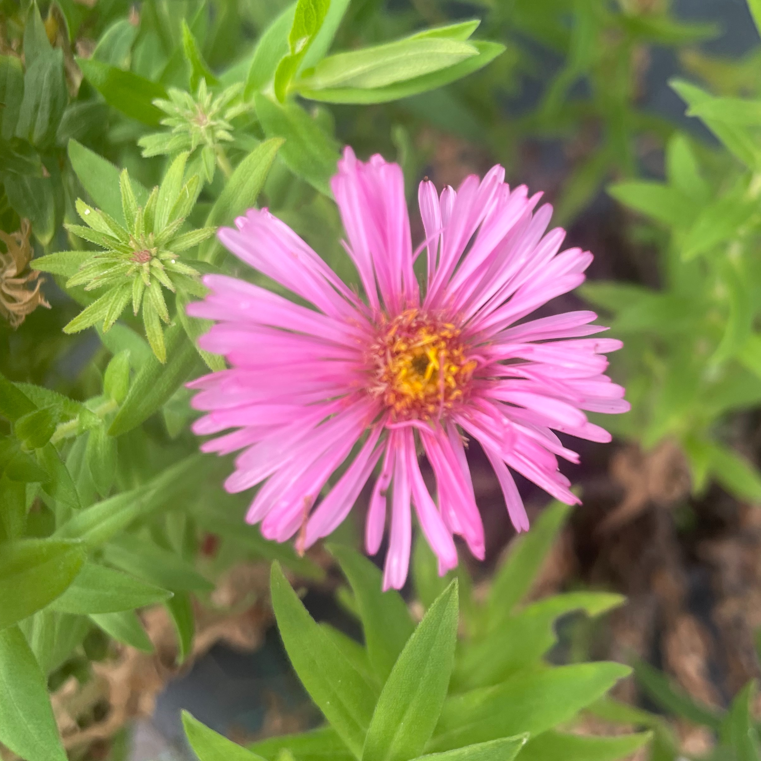 Aster n.a. 'Harrington Pink'