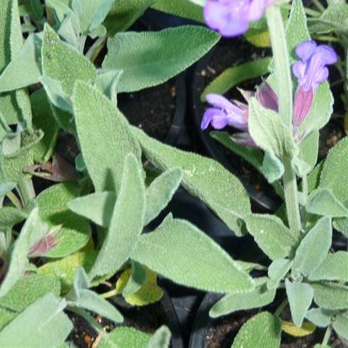 SAUGE OFFICINALE
