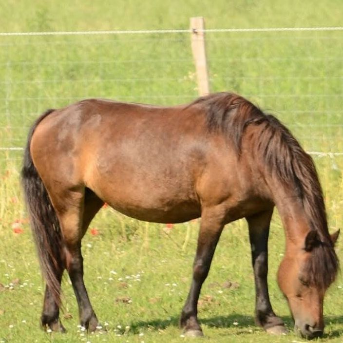 Tour à poney