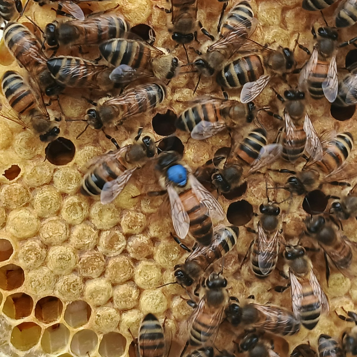 Reine fécondée F1 2026