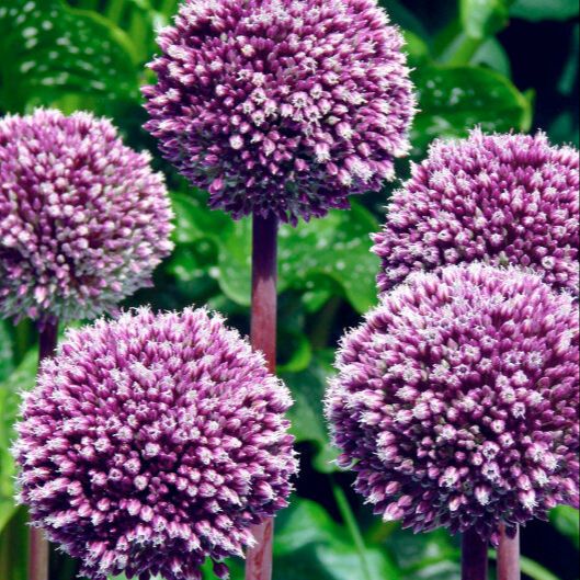 Ail d'ornement d'été - Allium Summer Drummer