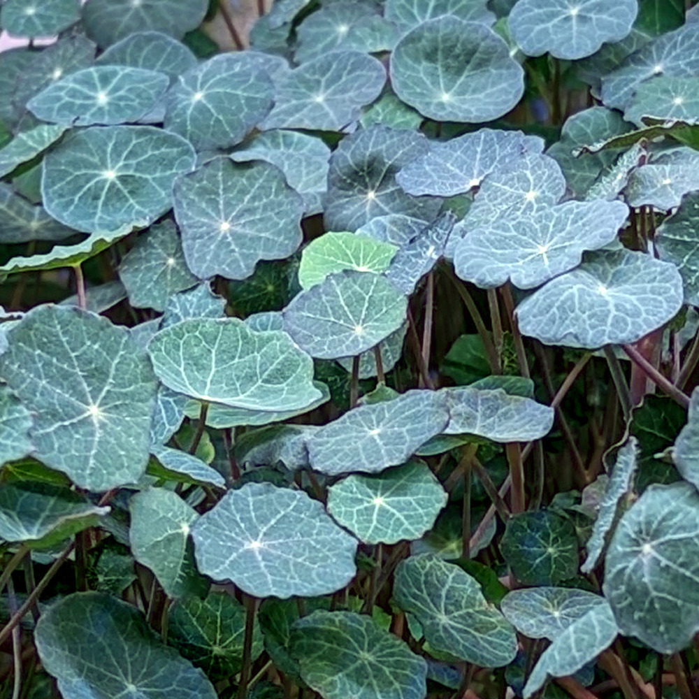 Capucine Bolinette Dégustation - 10g