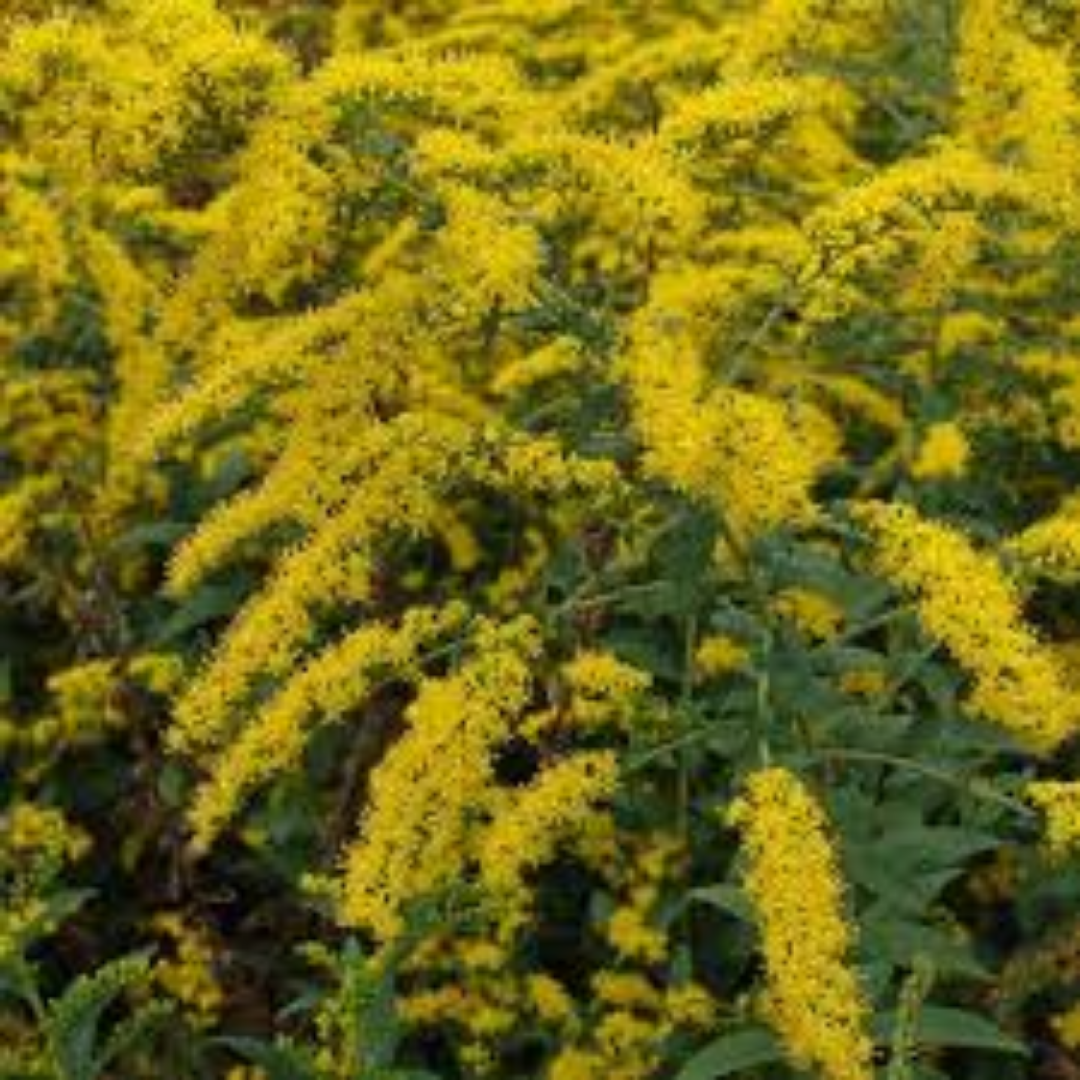 Solidago Rugosa ‘Fireworks’