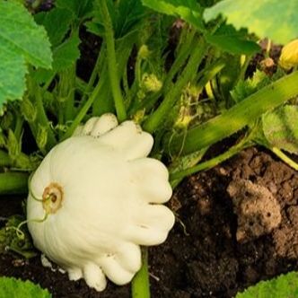 Plant de Pâtisson