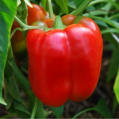 09 POIVRON JUMBO