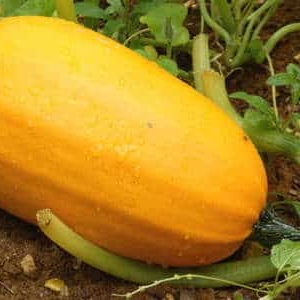 Courge Spaguetti au kg