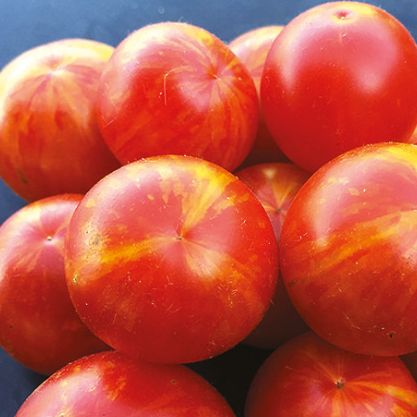 Plant de tomate cerise Jan's