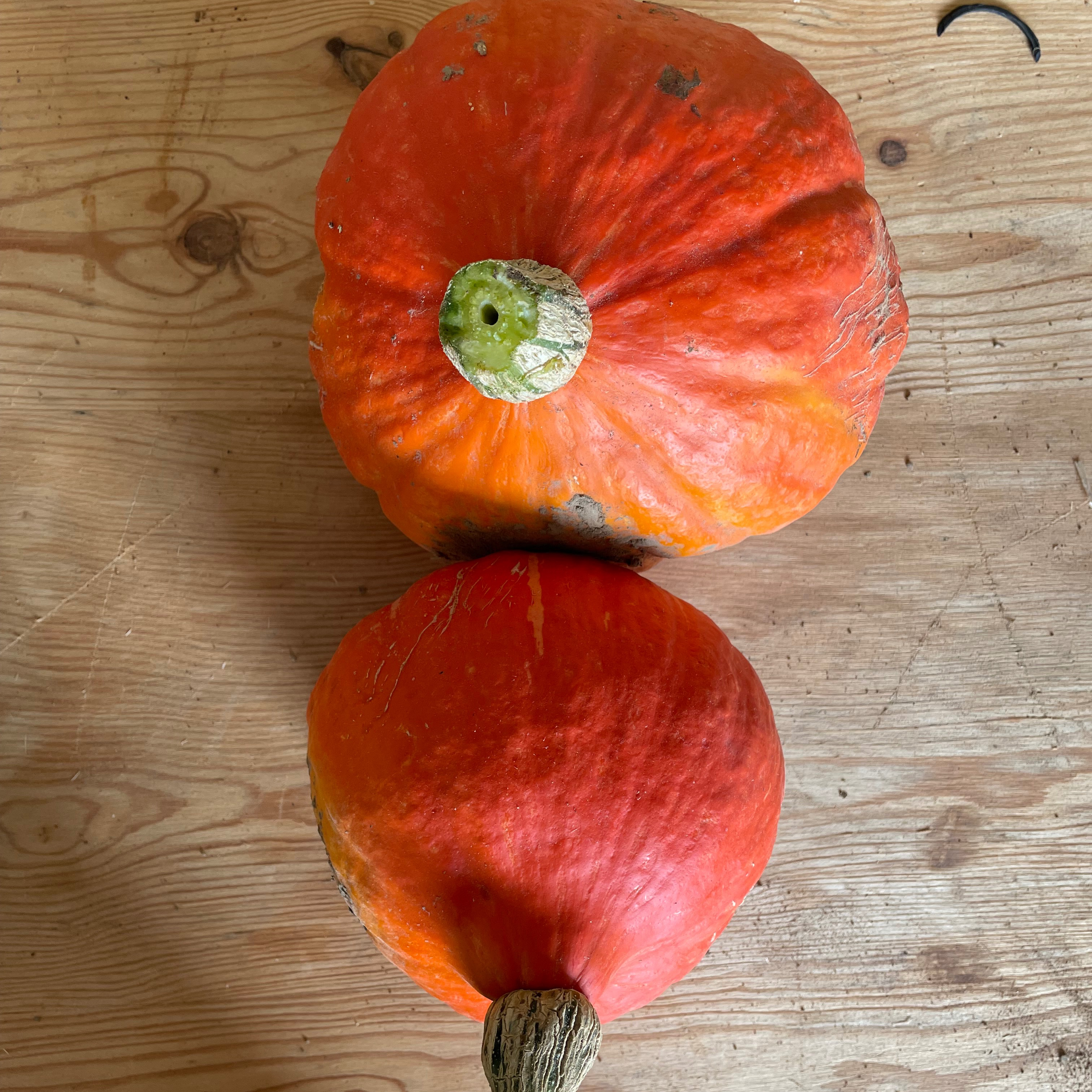 Courge Potimarron