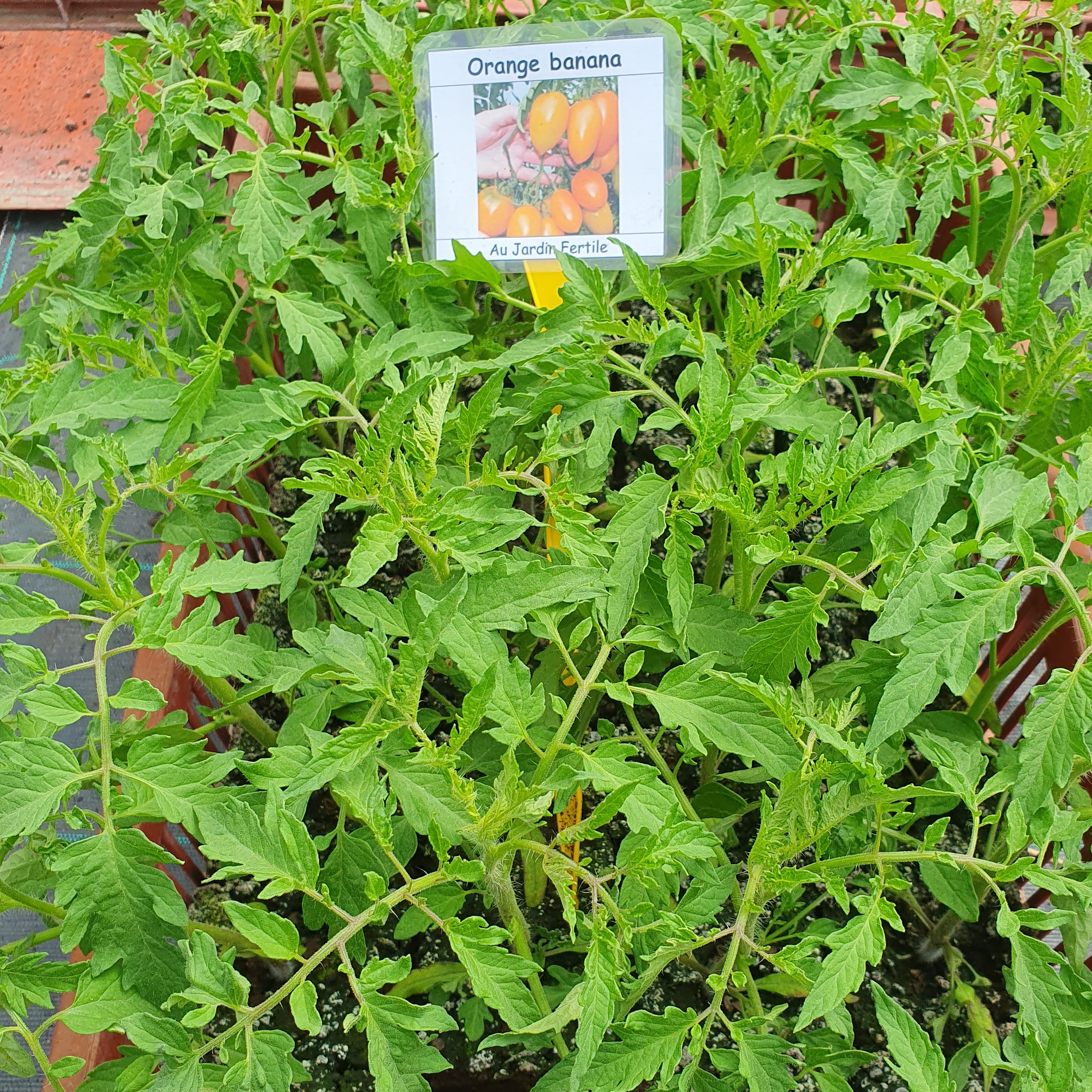 Plant Tomate Orange banana