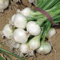 OIGNON BLANC