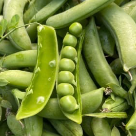 Petit pois à écosser