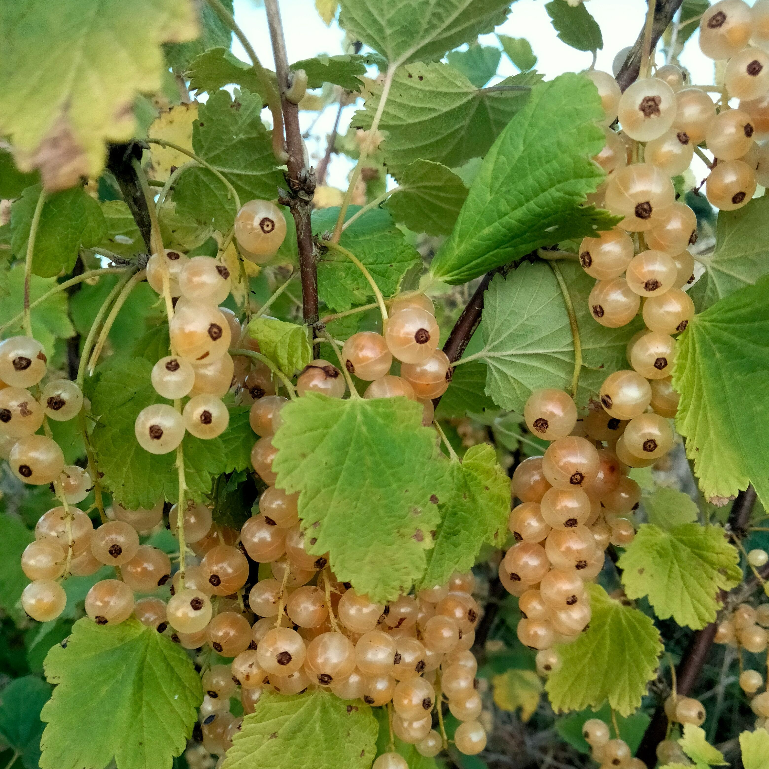 Groseillier à grappes Versaillaise blanche (blanc, doré)
