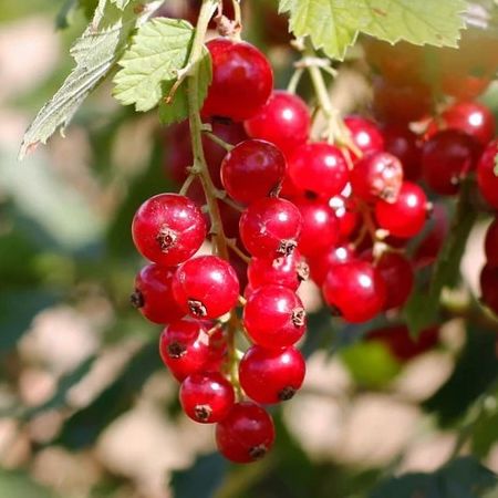Groseilliers rouges - Ribes rubrum - Variétés au choix