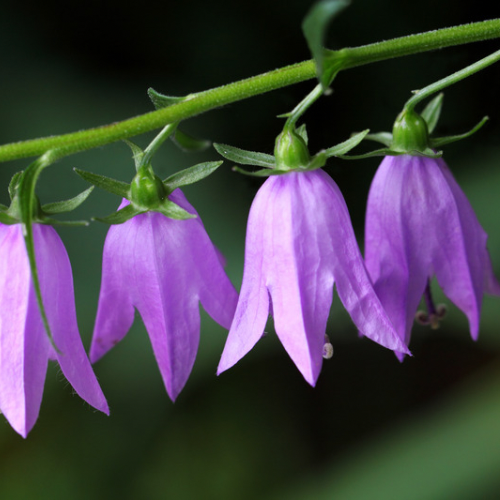 CAMPANULE FAUSSE RAIPONCE Bio