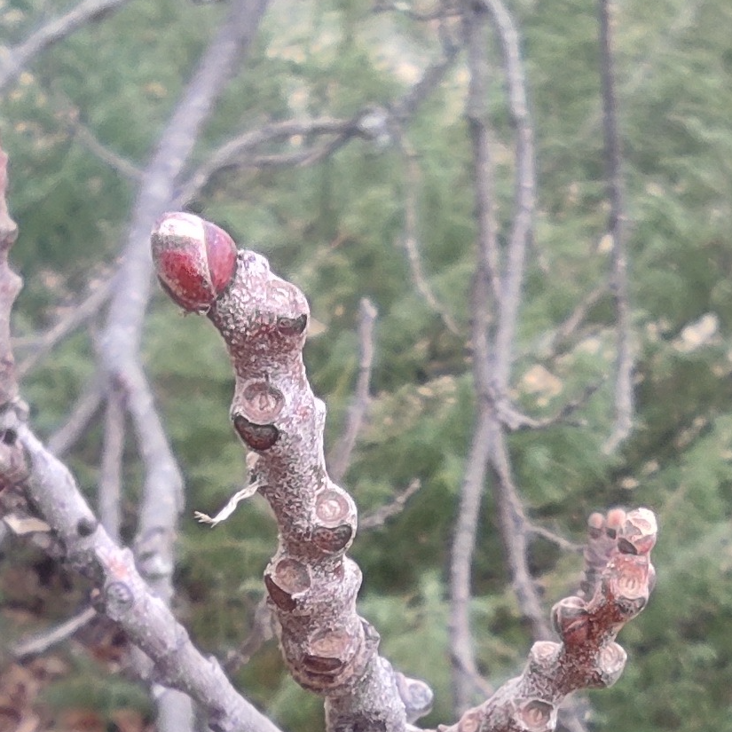 Gemmothérapie Châtaignier - 30ml