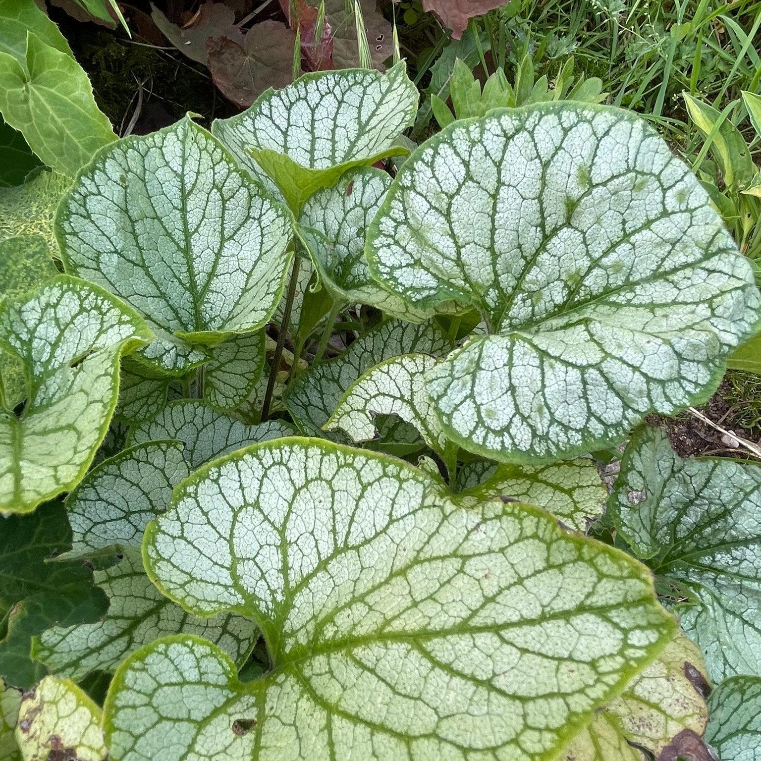Brunnera macrophylla 'Jack Frost'