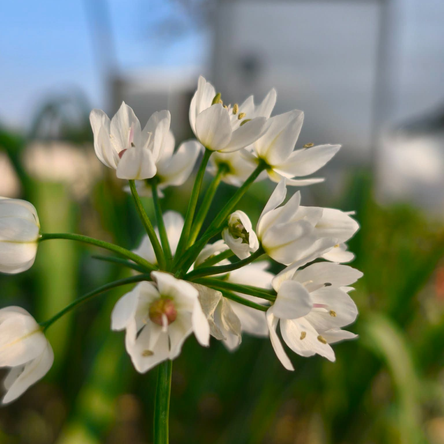 Ail (en mélange variétés)