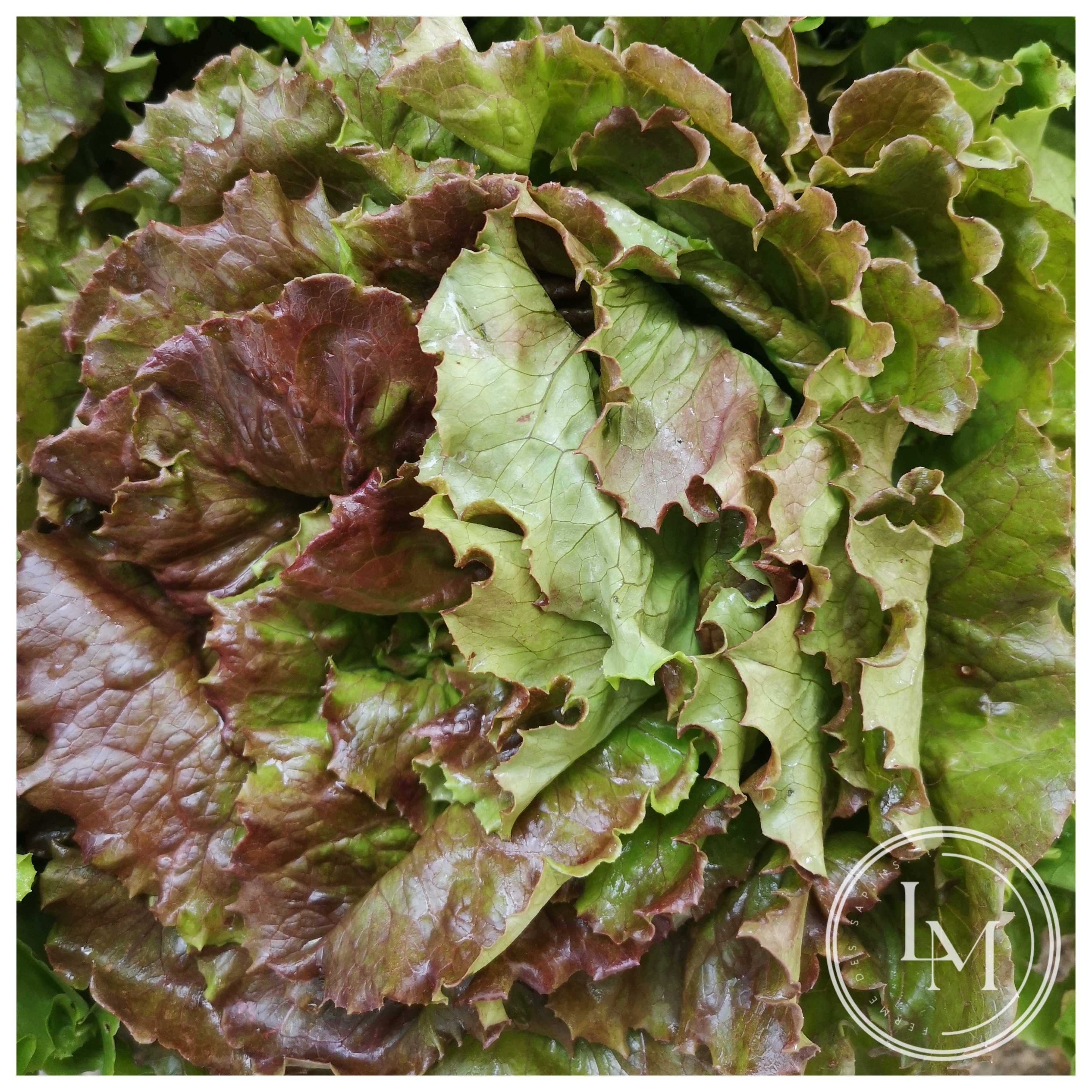 Salade rouge (pièce)