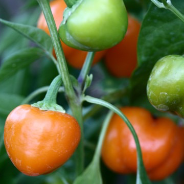 Plant Mini-Poivron Orange - 230g