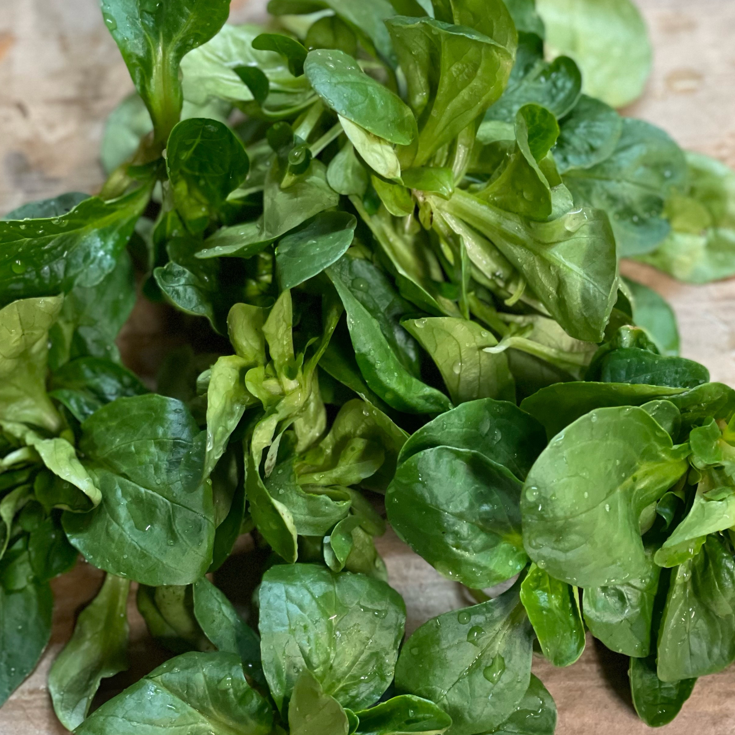 Mache grosse 0,5kg - 500g