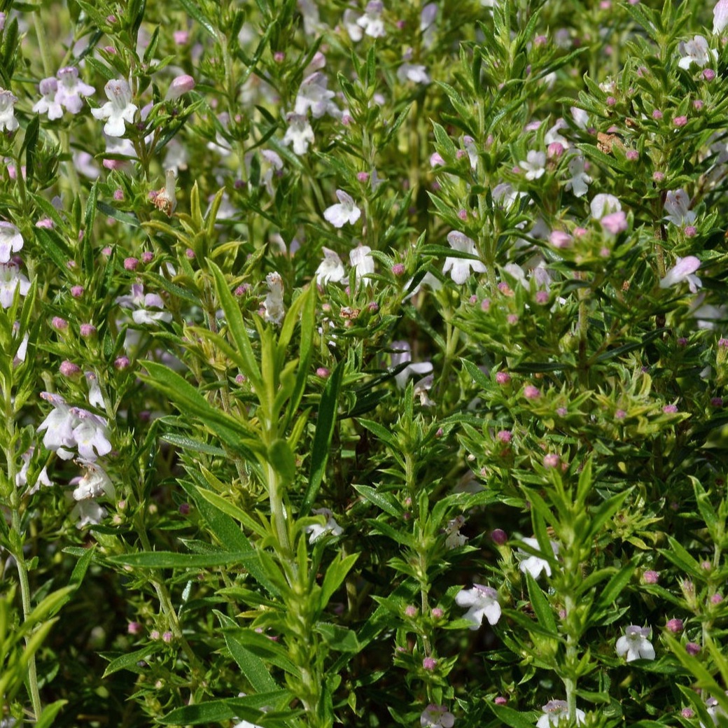 Bouquet de Sarriette