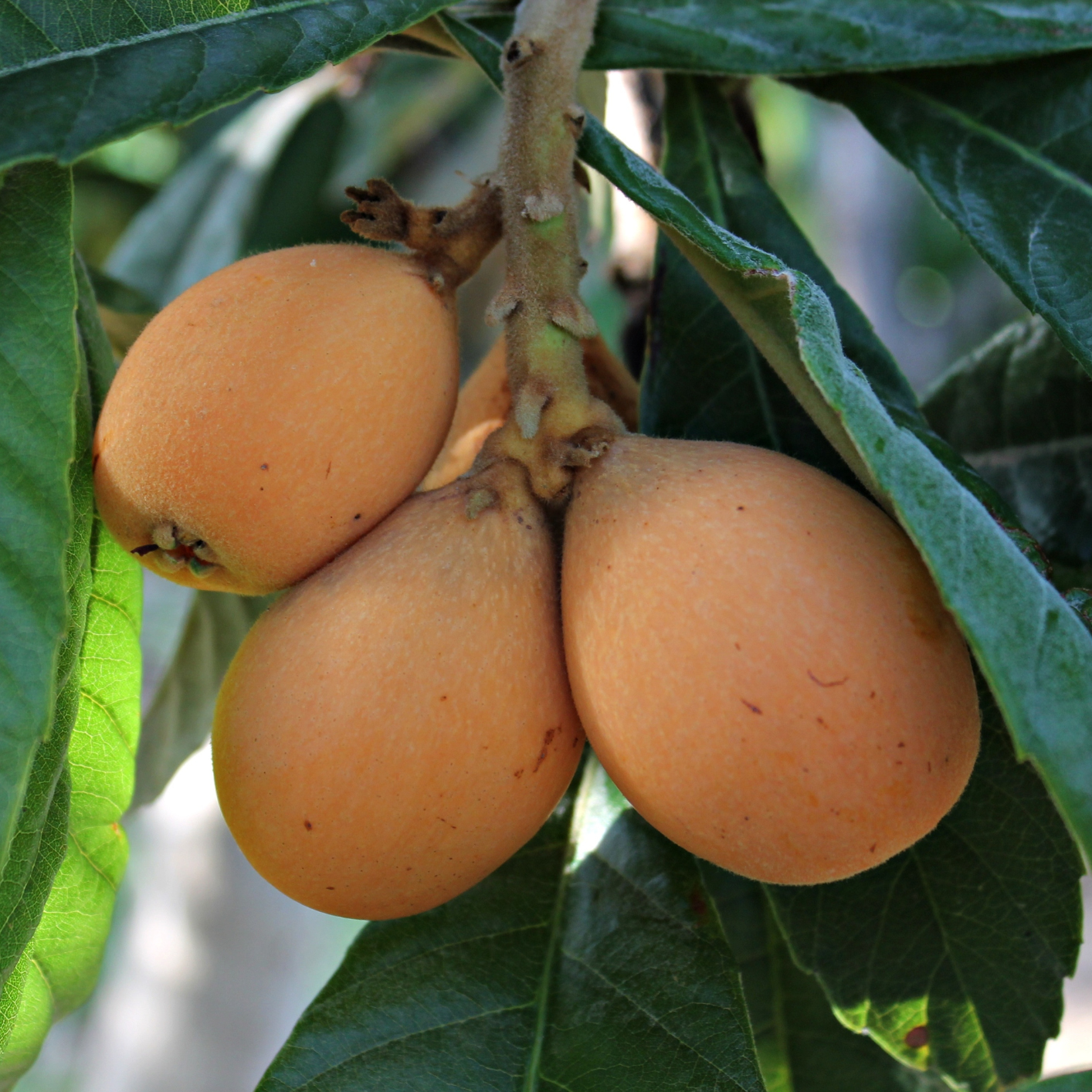 Néflier du Japon - 5l