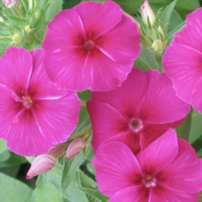Fleurs - Phlox