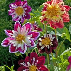Dahlia 'Dandy' - godet 8 cm
