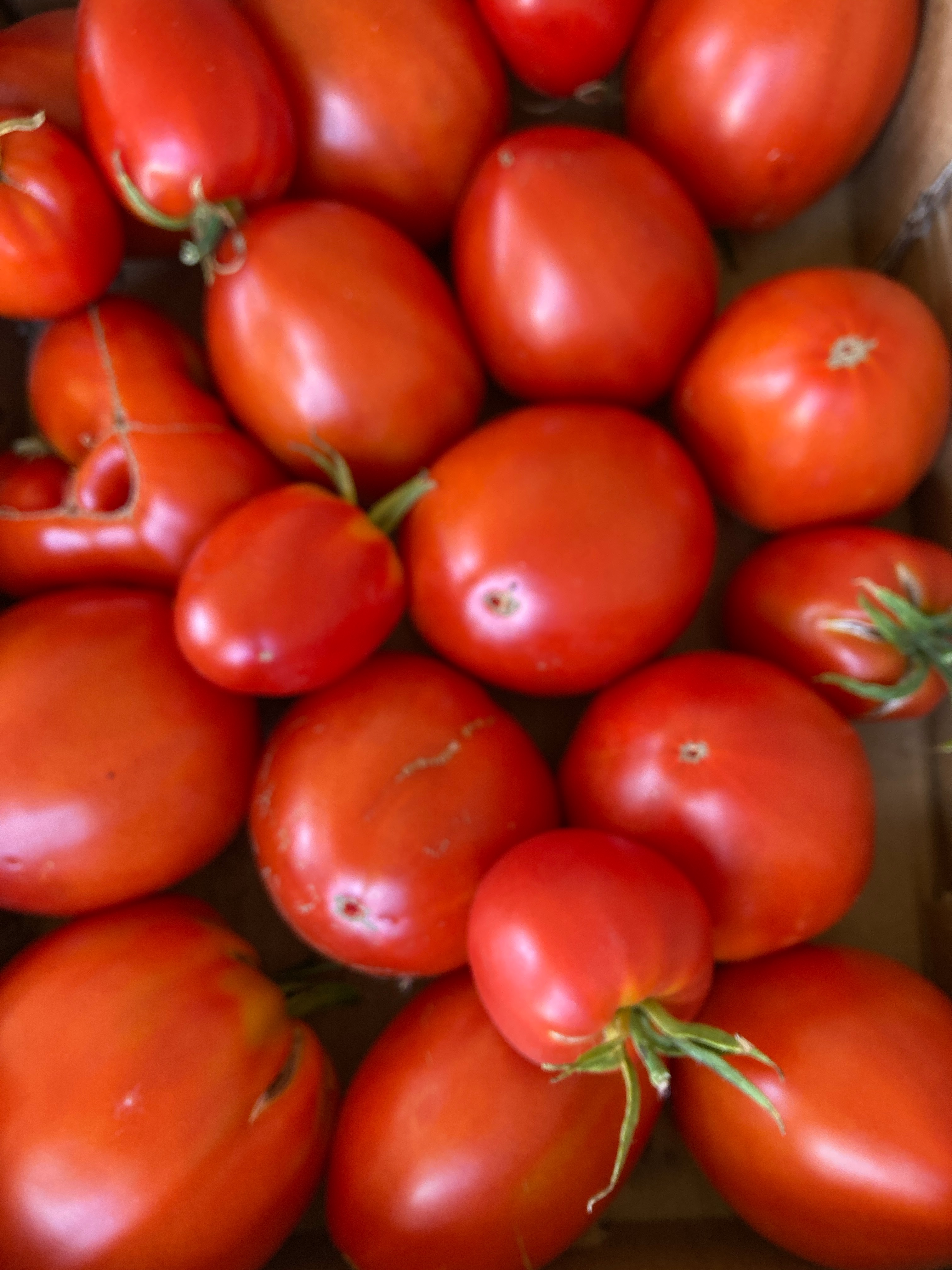 Tomates coeur de boeuf