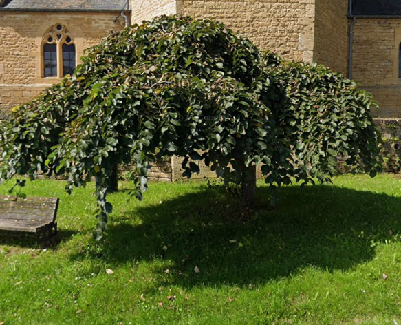 Orme pleureur - Ulmus glabra "Camperdownii"